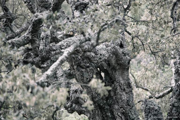 Odcinki specjalne Rajdu Du Var.